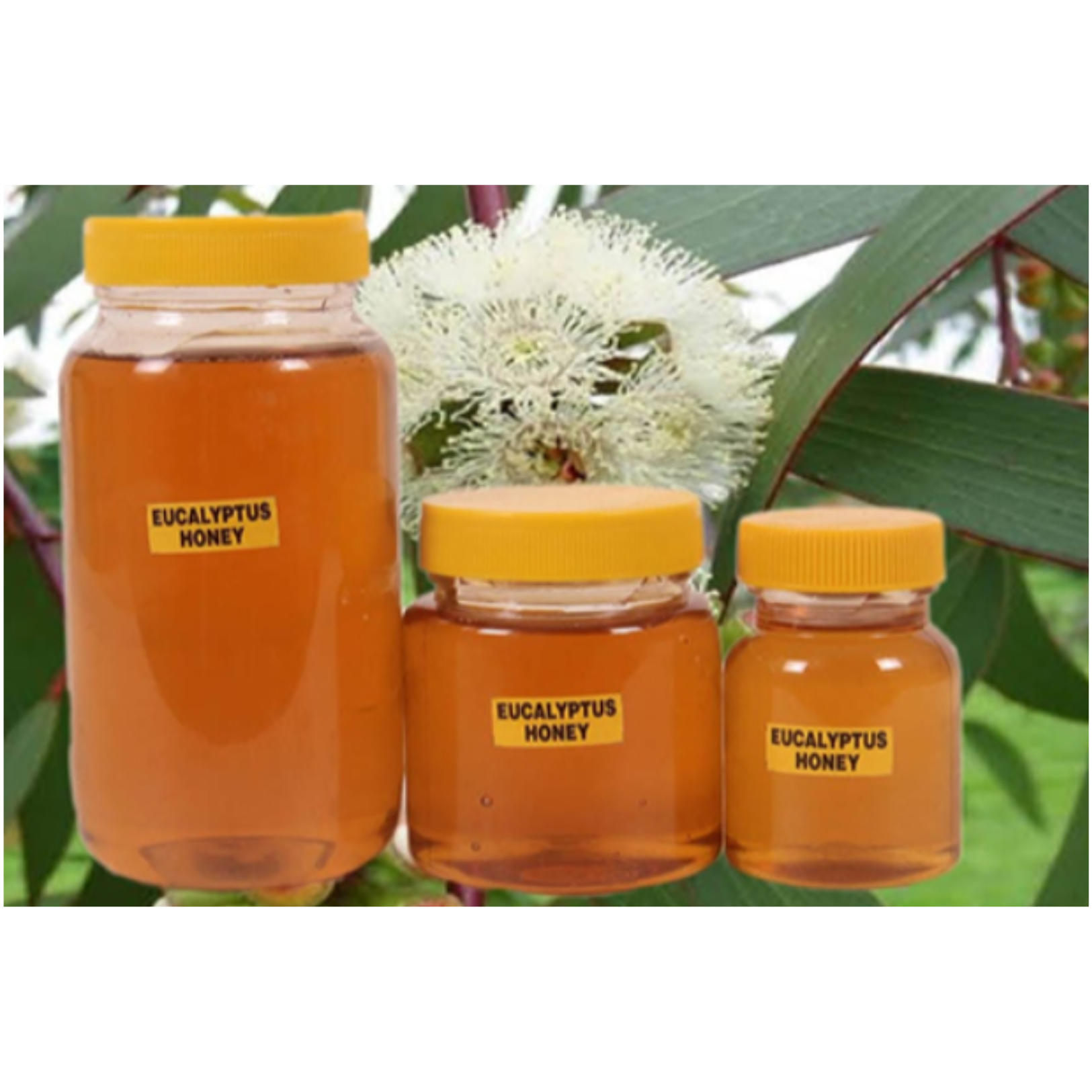 Eucalyptus Honey