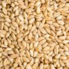 WHEAT GRAIN MEAL QUALITY