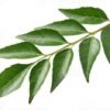 Curry Leaf