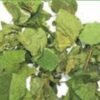 Gymnema Sylvestre Leaves.