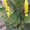 Cassia Alata Leaves