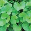 Indian Pennywort Gotu