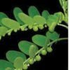 Phyllanthus