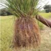 Vetiver Roots