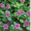 Vinca Rosea Roots Leaves