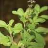 Tulasi Leaves