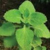 Coleus Forskohlii Roots