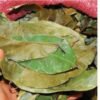Graviola Leaves