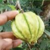 Malabar Tamarind