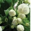 Jasmine Flowers