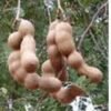 Tamarind