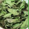 Curry Leaves