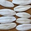 Cuttlefish Bone